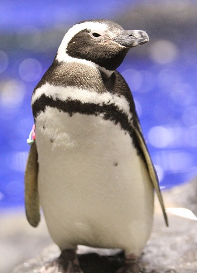 癒される写真も とにかく可愛いペンギンのおもしろ雑学 東京スカイツリータウン にある すみだ水族館 公式