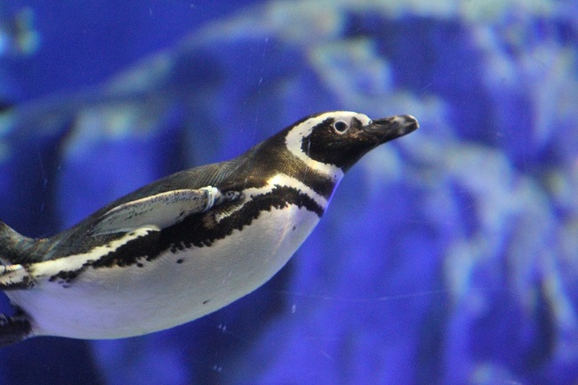 癒される写真も とにかく可愛いペンギンのおもしろ雑学 東京スカイツリータウン にある すみだ水族館 公式