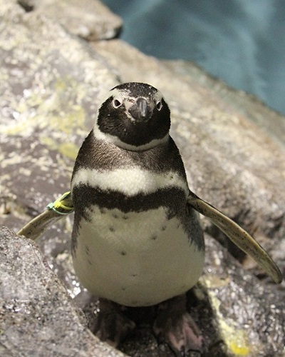 かわいいペンギン♪