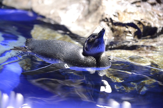 かわいいペンギン♪