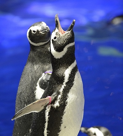 癒される写真も とにかく可愛いペンギンのおもしろ雑学 東京スカイツリータウン にある すみだ水族館 公式