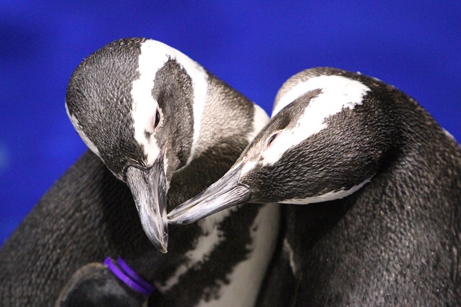 癒される写真も とにかく可愛いペンギンのおもしろ雑学 東京スカイツリータウン にある すみだ水族館 公式