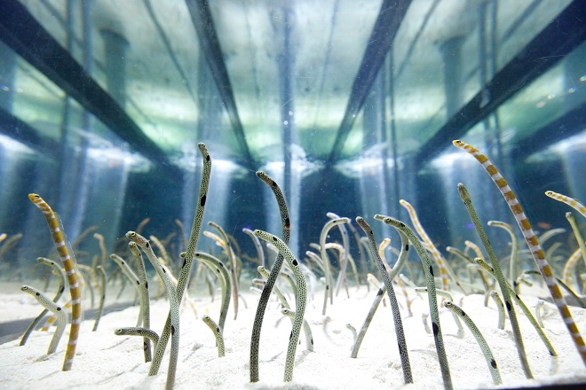 知っているだけで100倍かわいい チンアナゴの豆知識 東京スカイツリータウン にある すみだ水族館 公式