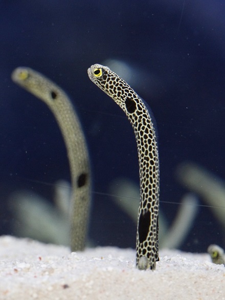 知っているだけで100倍かわいい チンアナゴの豆知識 東京スカイツリータウン にある すみだ水族館 公式