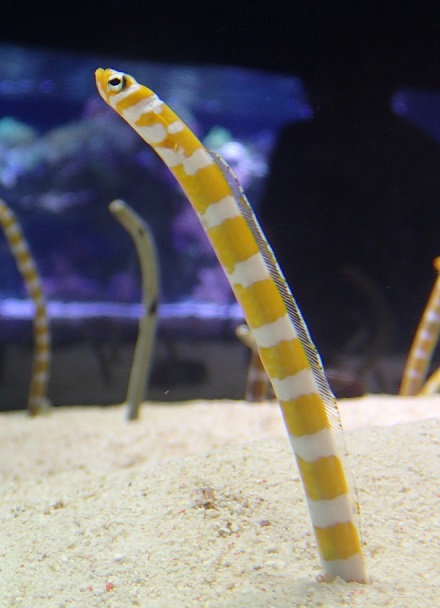 知っているだけで100倍かわいい チンアナゴの豆知識 東京スカイツリータウン にある すみだ水族館 公式