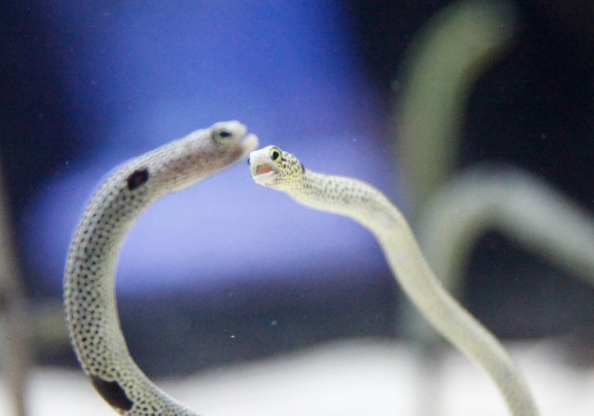 知っているだけで100倍かわいい チンアナゴの豆知識 東京スカイツリータウン にある すみだ水族館 公式