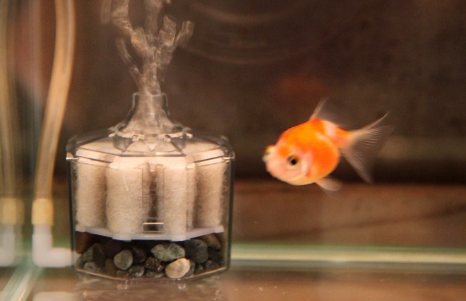 水族館の飼育スタッフに聞いた 金魚 飼い方のコツ 東京スカイツリータウン にある すみだ水族館 公式