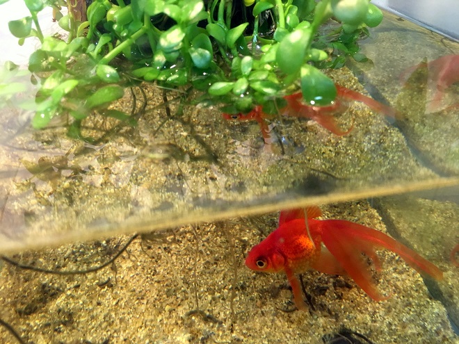 水族館の飼育スタッフに聞いた 金魚 飼い方のコツ 東京スカイツリータウン にある すみだ水族館 公式