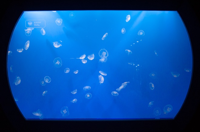 ミズクラゲやタコクラゲなど 水族館の人気クラゲの魅力 東京スカイツリータウン にある すみだ水族館 公式