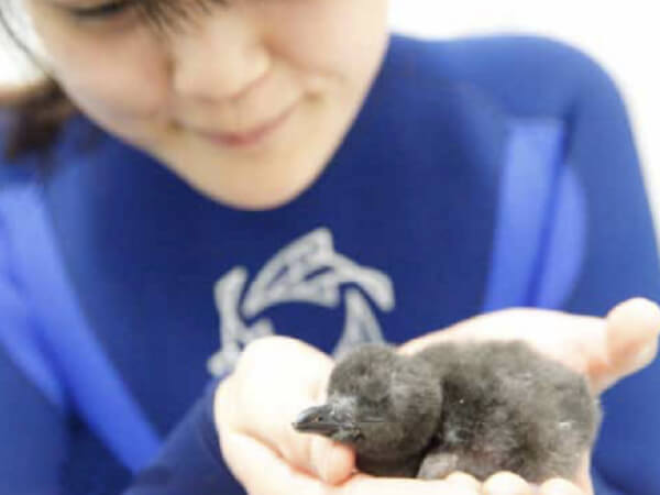 はじめてのペンギンの赤ちゃんが誕生