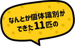 なんとか個体識別ができた11匹の