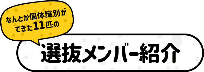 なんとか個体識別ができた11匹の選抜メンバー紹介