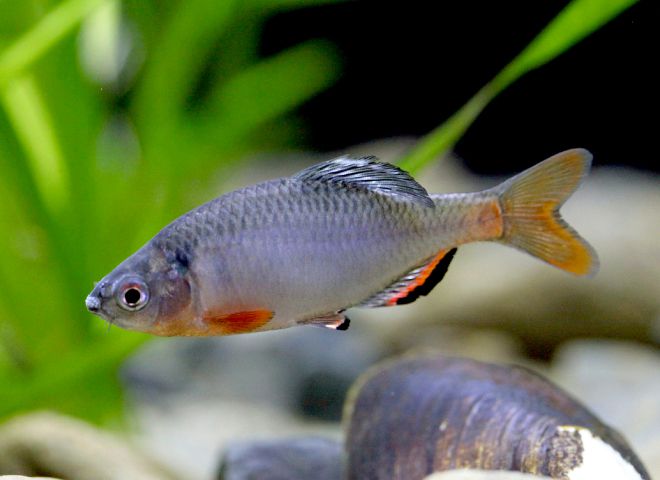 存続が危ぶまれている水生生物の写真