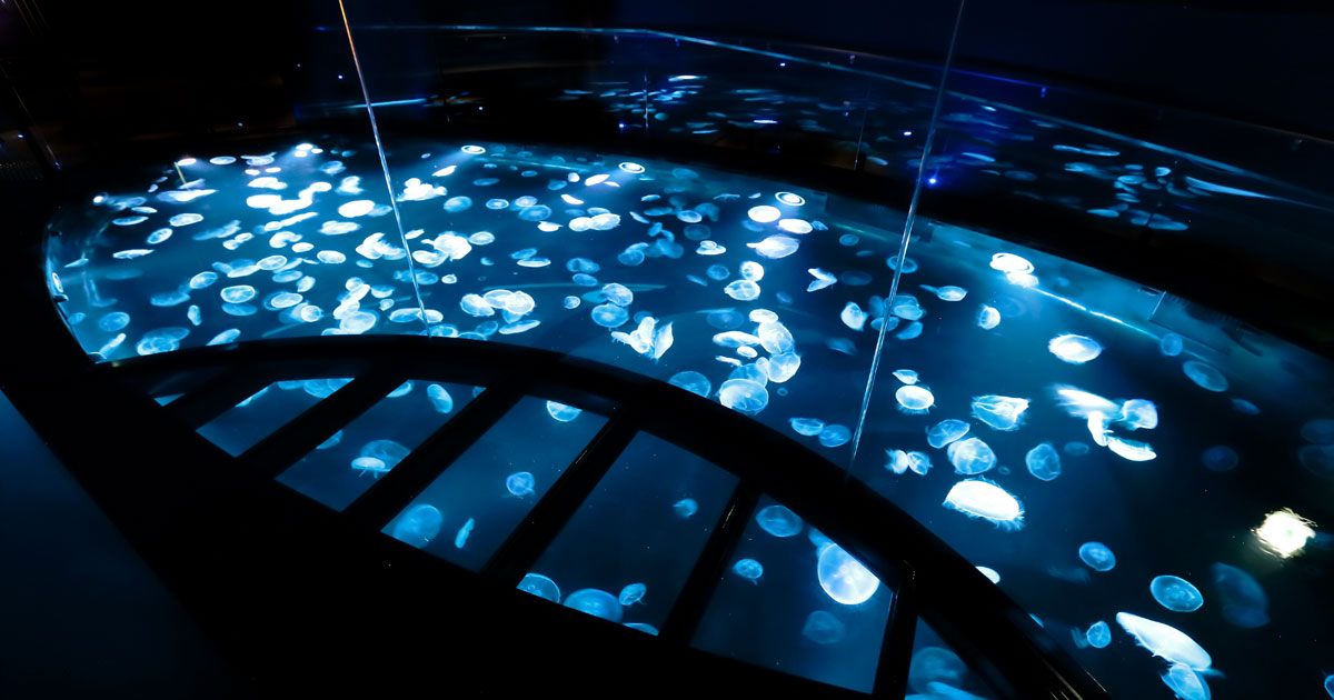 現貨SUMIDA 墨田水族館 クラゲエリア | 東京スカイツリータウン®にある「すみだ水族館