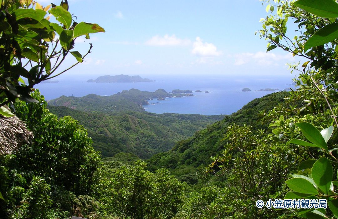 小笠原の固有植物の宝庫、母島の乳房山の画像