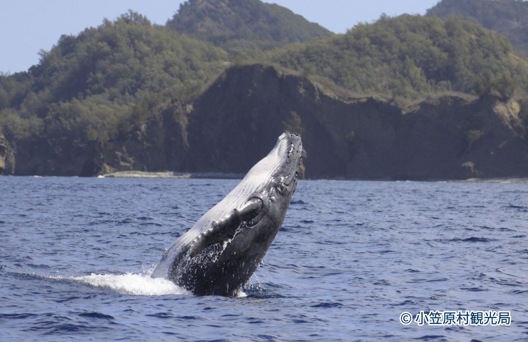 ザトウクジラの画像