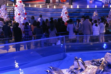 12 22 土 24 月 祝 ペンギンと音楽の夜 開催のお知らせ 東京スカイツリータウン にある すみだ水族館 公式