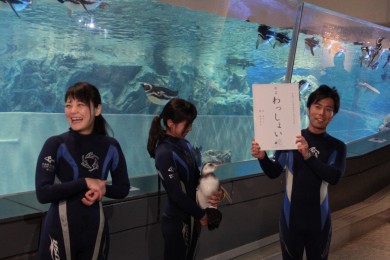 ペンギンの赤ちゃんの展示プールデビューイベント すみだペンギンウィーク を開催 東京スカイツリータウン にある すみだ水族館 公式