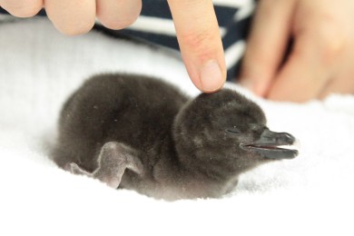 6年連続ペンギンの赤ちゃんが誕生 赤ちゃん誕生のお祝いイベントを開催 東京スカイツリータウン にある すみだ水族館 公式
