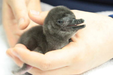 6年連続ペンギンの赤ちゃんが誕生 赤ちゃん誕生のお祝いイベントを開催 東京スカイツリータウン にある すみだ水族館 公式