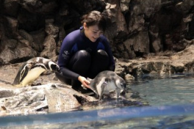 3羽目のペンギン赤ちゃんがペンギンプールに仲間入り プールデビューのお知らせ 東京スカイツリータウン にある すみだ水族館 公式