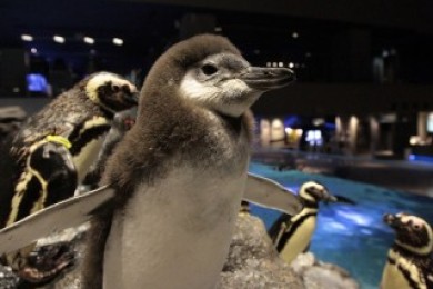 3羽目のペンギン赤ちゃんがペンギンプールに仲間入り プールデビューのお知らせ 東京スカイツリータウン にある すみだ水族館 公式