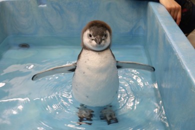 5月5日生まれのペンギンの赤ちゃん プールデビューのお知らせ 東京スカイツリータウン にある すみだ水族館 公式