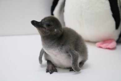 ８年連続ペンギンの赤ちゃんが仲間入り ３羽のマゼランペンギンの赤ちゃんが誕生 東京スカイツリータウン にある すみだ水族館 公式