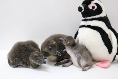 ８年連続ペンギンの赤ちゃんが仲間入り ３羽のマゼランペンギンの赤ちゃんが誕生 東京スカイツリータウン にある すみだ水族館 公式
