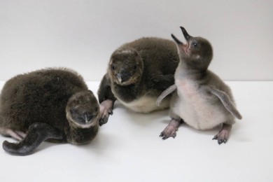 ８年連続ペンギンの赤ちゃんが仲間入り ３羽のマゼランペンギンの赤ちゃんが誕生 東京スカイツリータウン にある すみだ水族館 公式