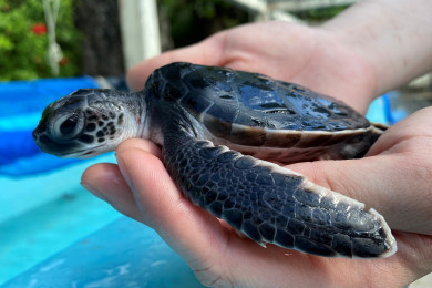 今年も小笠原の海からやってくる アオウミガメの赤ちゃんを9月13日 日 から一般公開 東京スカイツリータウン にある すみだ水族館 公式