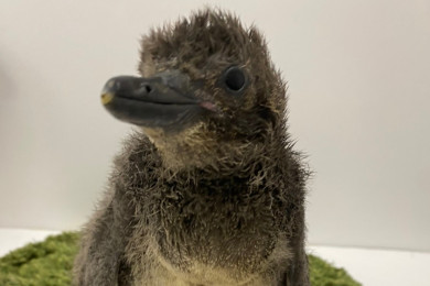 マゼランペンギンの赤ちゃん あさひ 永眠のご報告 東京スカイツリータウン にある すみだ水族館 公式