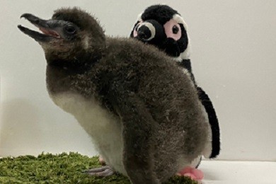 年間パスポート会員限定プログラム ペンギン赤ちゃん見守り隊 開催のお知らせ 東京スカイツリータウン にある すみだ水族館 公式
