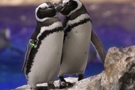 バレンタインは水族館へ ペンギンたちも恋の季節 東京スカイツリータウン にある すみだ水族館 公式