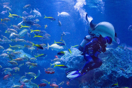 裏側でも大奮闘 飼育員21人が語る水族館のお仕事 東京スカイツリータウン にある すみだ水族館 公式