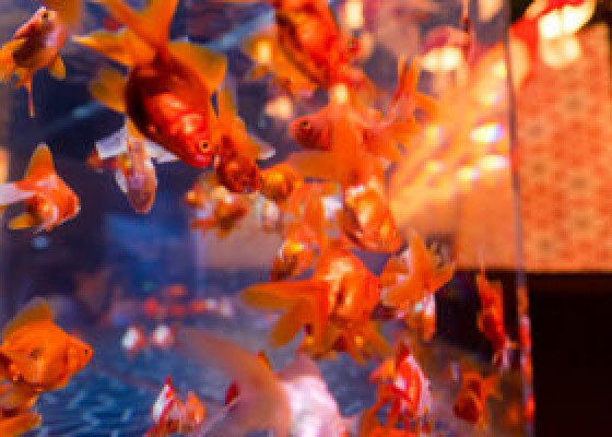 金魚文化を未来につなぐ「東京金魚プロジェクト」～2022年の館外活動報告～