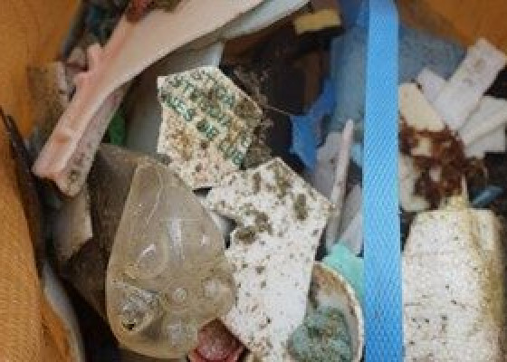 アオウミガメの産卵地をきれいに！「小笠原諸島ビーチクリーン」