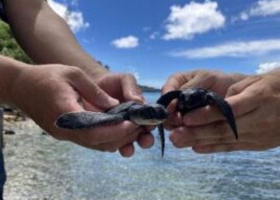 【全3回】小笠原村との連携取組みレポート2025「今年も、アオウミガメの赤ちゃんが来ました！」