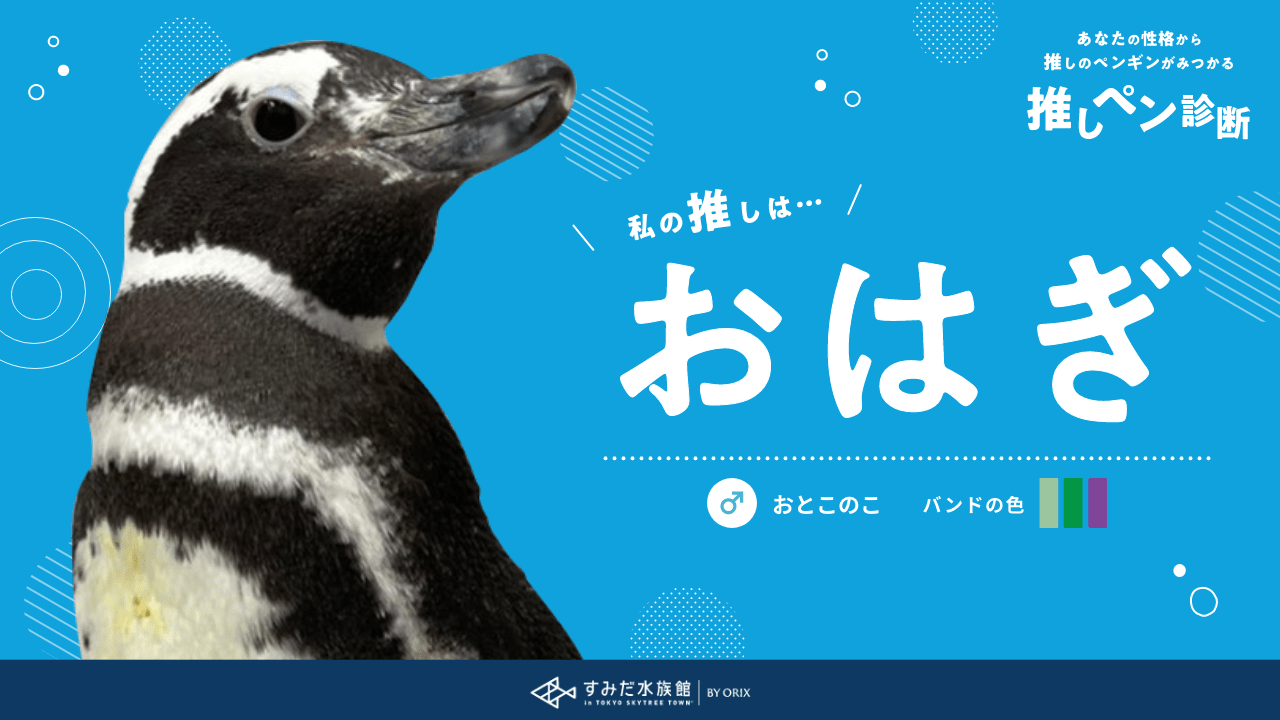 あなたの性格から推しのペンギンが見つかる推しペン診断 すみだ