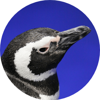 ココア　プロフ確認お願い致します。 ココア プロフ確認お願い致します。様 リクエスト 3点 まとめ