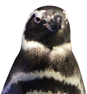 あなたの性格から推しのペンギンが見つかる推しペン診断 すみだ