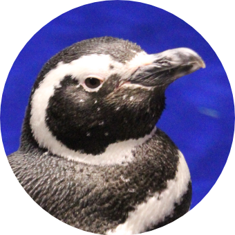あなたの性格から推しのペンギンが見つかる推しペン診断 すみだ あなたの性格から推しのペンギンが見つかる推しペン診断 すみだ