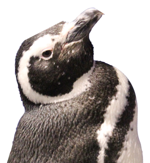 あなたの性格から推しのペンギンが見つかる推しペン診断 すみだ あなたの性格から推しのペンギンが見つかる推しペン診断 すみだ
