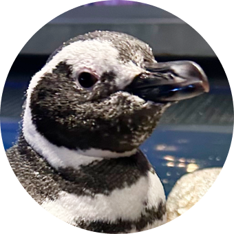 あなたの性格から推しのペンギンが見つかる推しペン診断 すみだ あなたの性格から推しのペンギンが見つかる推しペン診断 すみだ