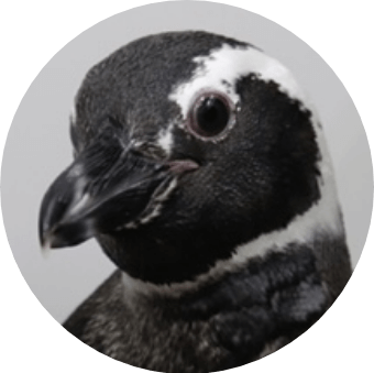 あなたの性格から推しのペンギンが見つかる推しペン診断 すみだ あなたの性格から推しのペンギンが見つかる推しペン診断 すみだ