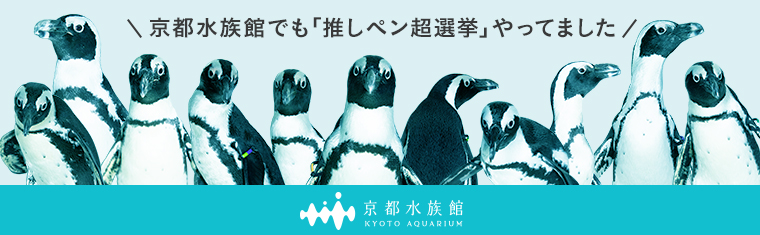 京都水族館でも「推しペン超選挙」やってました