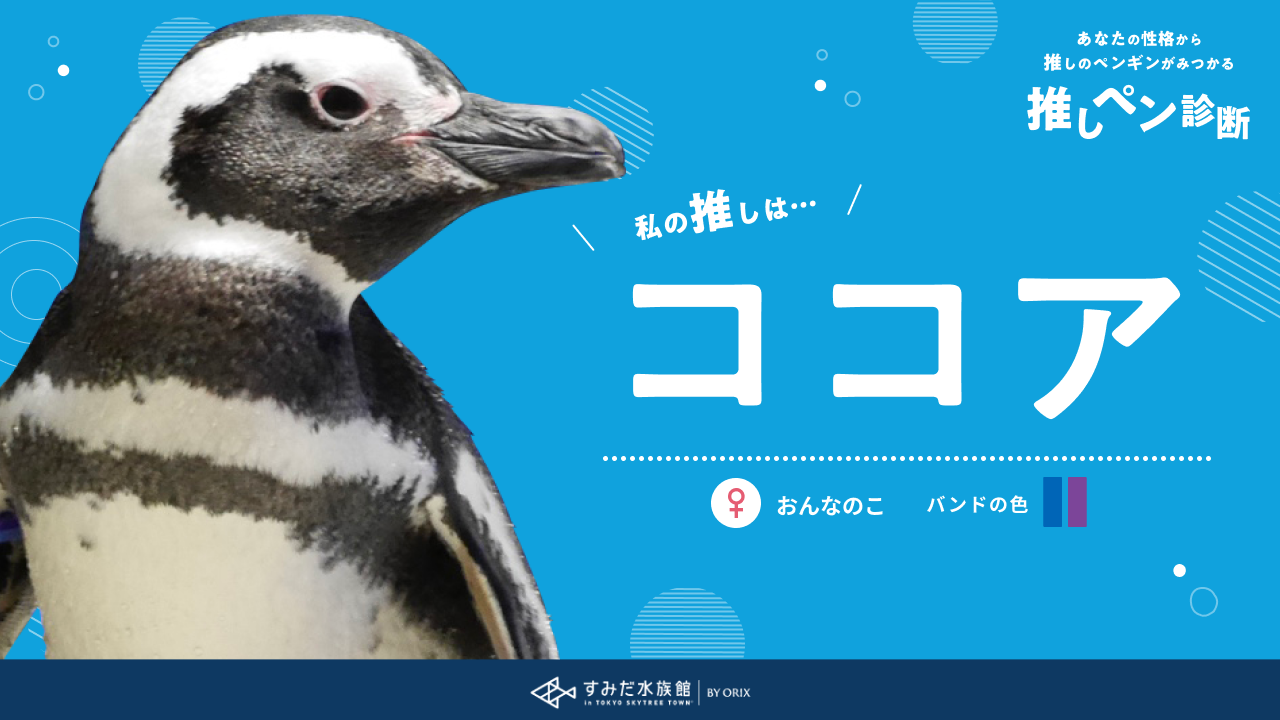 あなたの性格から推しのペンギンが見つかる推しペン診断 すみだ水族館