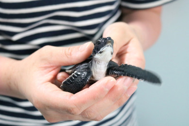 小笠原から今年生まれたウミガメの赤ちゃんがやってくる アオウミガメ