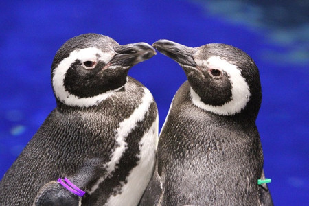 癒される写真も とにかく可愛いペンギンのおもしろ雑学 東京