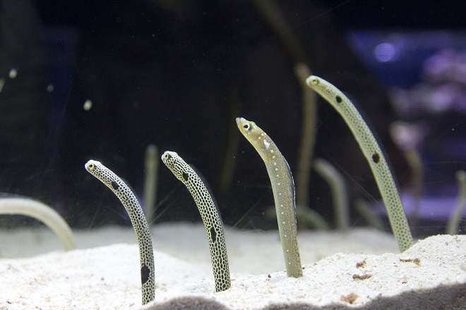 知っているだけで100倍かわいい チンアナゴの豆知識 東京スカイツリータウン にある すみだ水族館 公式